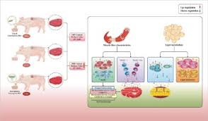 Effects of dietary Brevibacillus laterosporus BL1 supplementation on ... - bl1 manufacturer effects