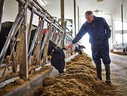 Cargill Animal Nutrition | Livestock Feed & Fish Feed - feed manufacturer