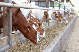 Animal Feed Manufacturing - FFMB - feed manufacturer