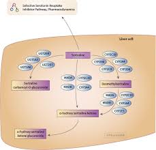 Sertraline: Uses, Interactions, Mechanism of Action - DrugBank Online - express scripts sertraline manufacturer