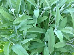 Tis The Season for Sage - Indiana Yard and Garden - Purdue Consumer ... - age of sage manufacturer in indiana