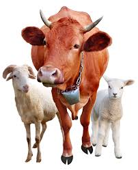 Best Farm Animal Feed Manufacturer in Malaysia - Purnima Feeds - feed manufacturer