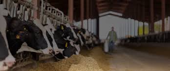 Animal Feed Manufacturers Solutions - Scoular - feed manufacturer
