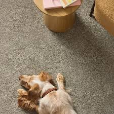 Quality, Durable & Affordable Carpet | Shaw Floors - carpet manufacturer