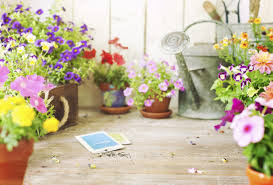 10 Best Places to Buy Seeds for a Garden - The Pioneer Woman - seeds manufacturer