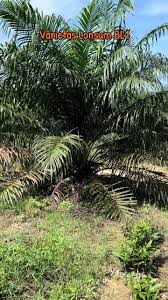 Kelapa sawit unggul lonsum bl1 di lahan umur 20 bulan setelah ... - TikTok - bl1 manufacturer effects