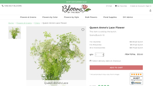 Queen Anne's Lace Flower - Wholesale - Blooms By The Box - lace bulk