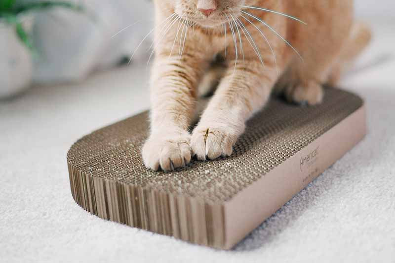 A relevant stock photo of cat scratcher manufacturer in a typical setting.