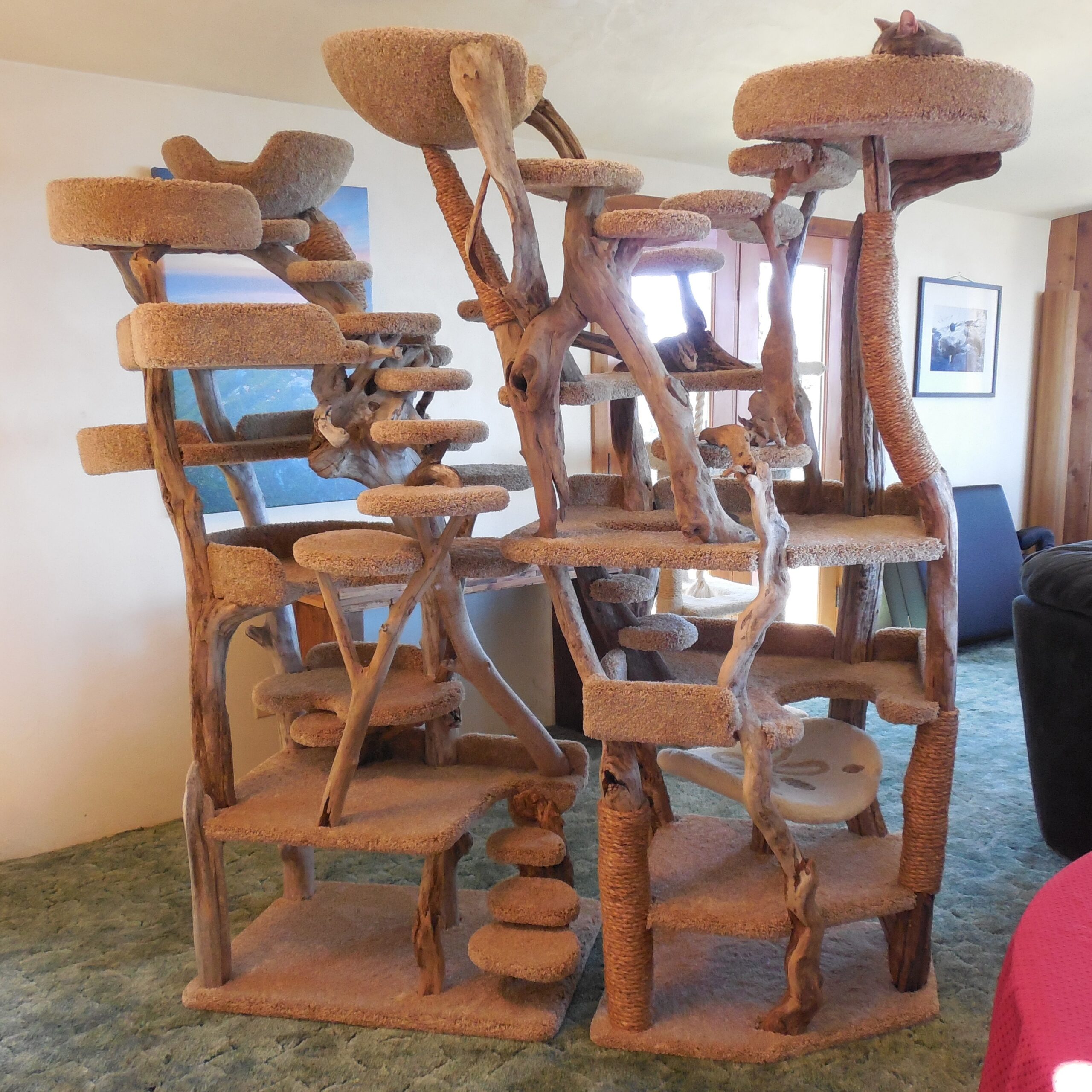 A relevant stock photo of cat tree custom in a typical setting.