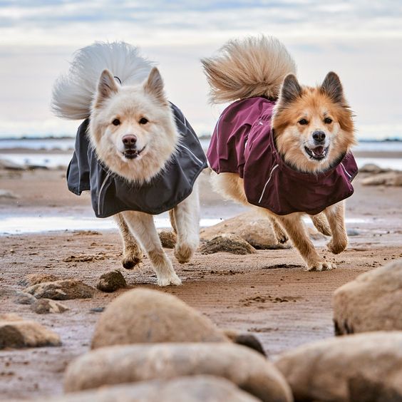 A relevant stock photo of dog clothing manufacturer in a typical setting.