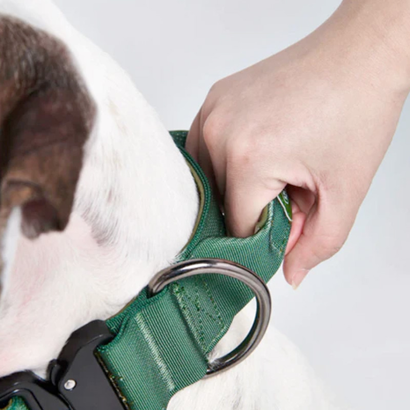 A relevant stock photo of dog collar supplier in a typical setting.