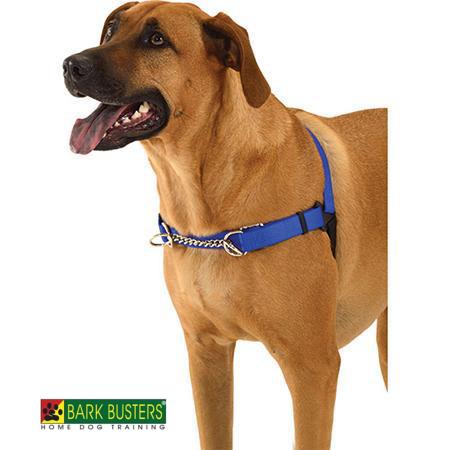 A relevant stock photo of dog harnes manufacturer in a typical setting.