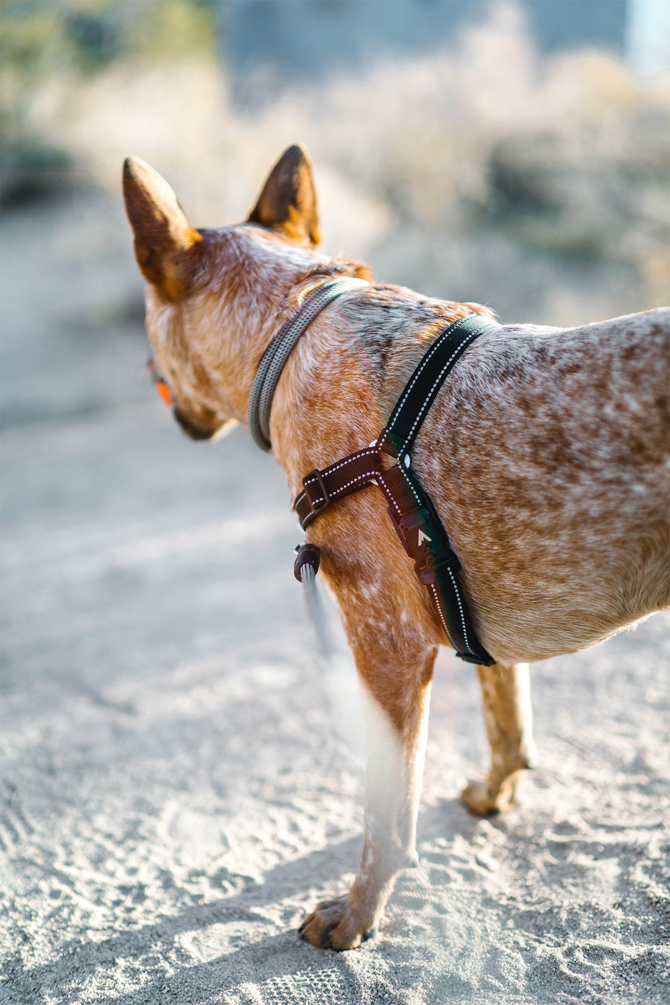A relevant stock photo of dog harnes manufacturer in a typical setting.