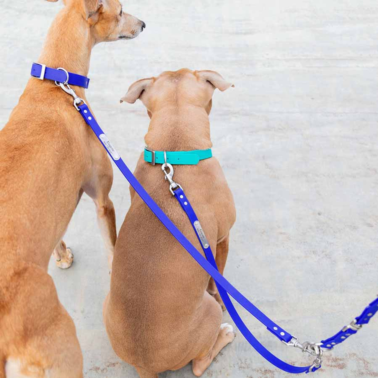 A relevant stock photo of dog leash supplier in a typical setting.