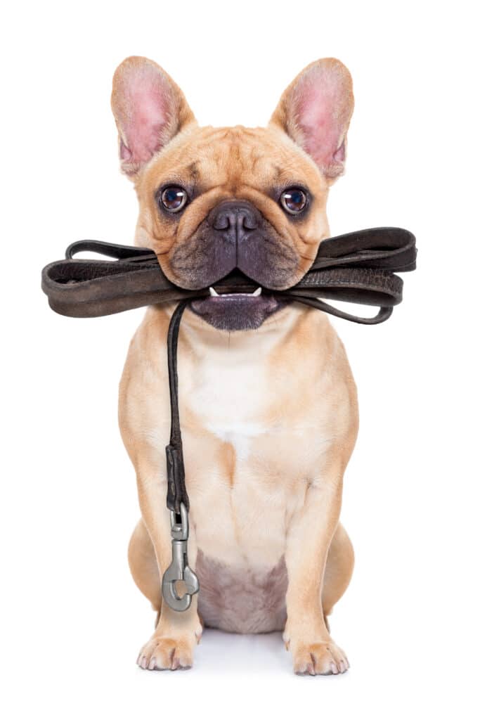 A relevant stock photo of dog leashe manufacturer in a typical setting.