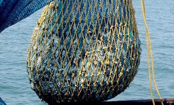 A relevant stock photo of fish net manufacturer in a typical setting.