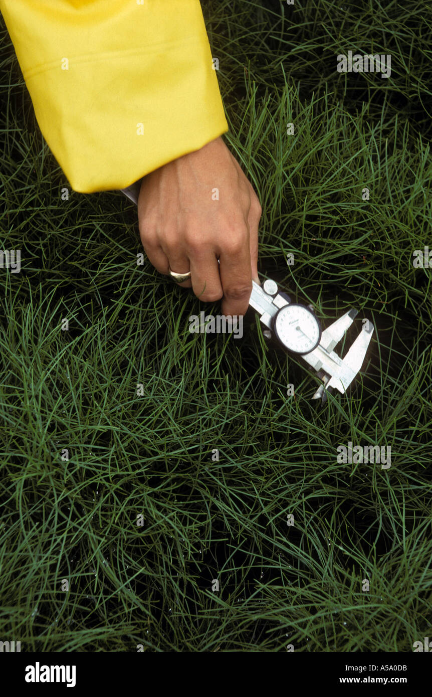 A relevant stock photo of forester manufacturer in a typical setting.