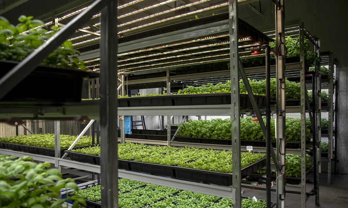 A relevant stock photo of led grow china in a typical setting.