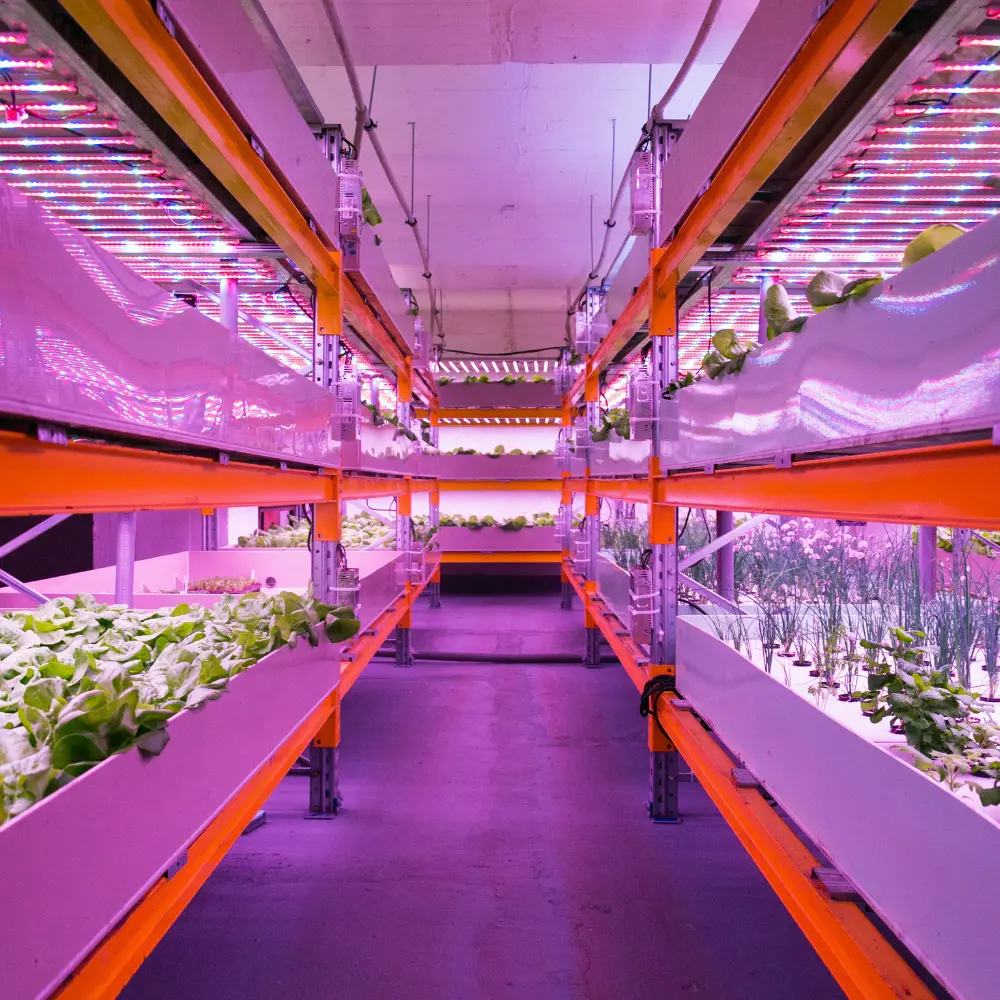 A relevant stock photo of led grow light manufacturer in a typical setting.