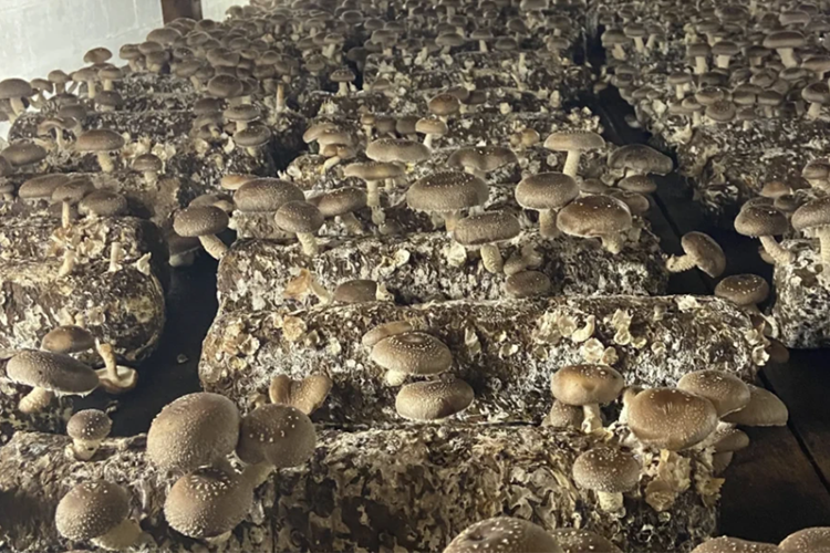 A relevant stock photo of mushroom china in a typical setting.