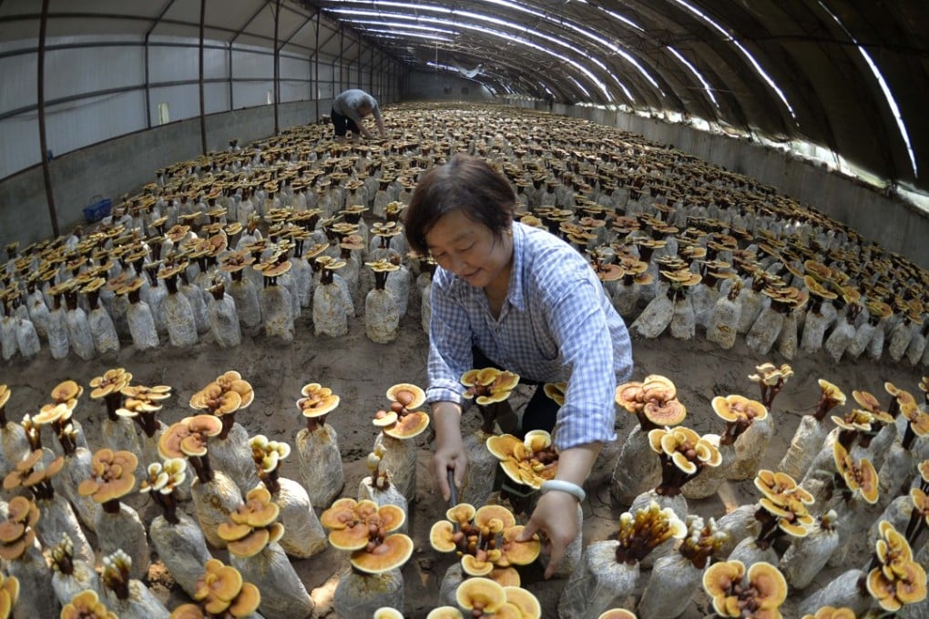 A relevant stock photo of mushroom china in a typical setting.