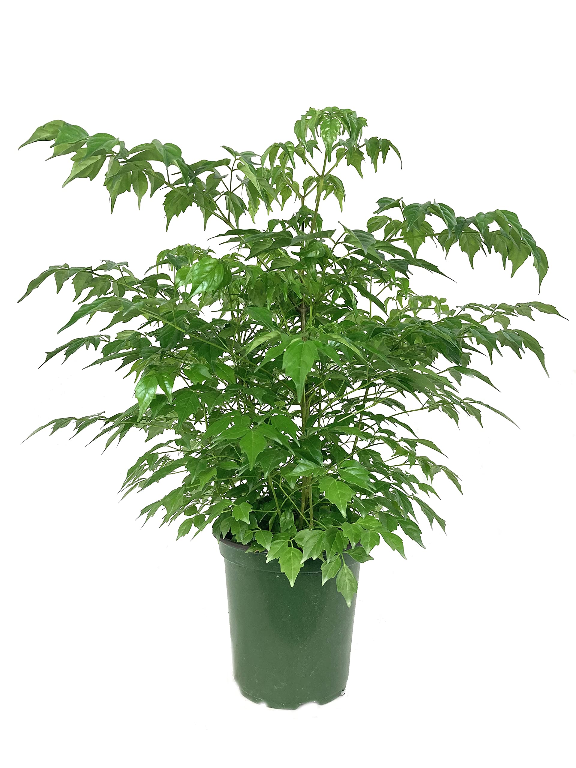 A relevant stock photo of plant china in a typical setting.