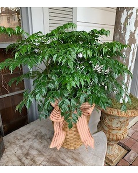 A relevant stock photo of plant china in a typical setting.