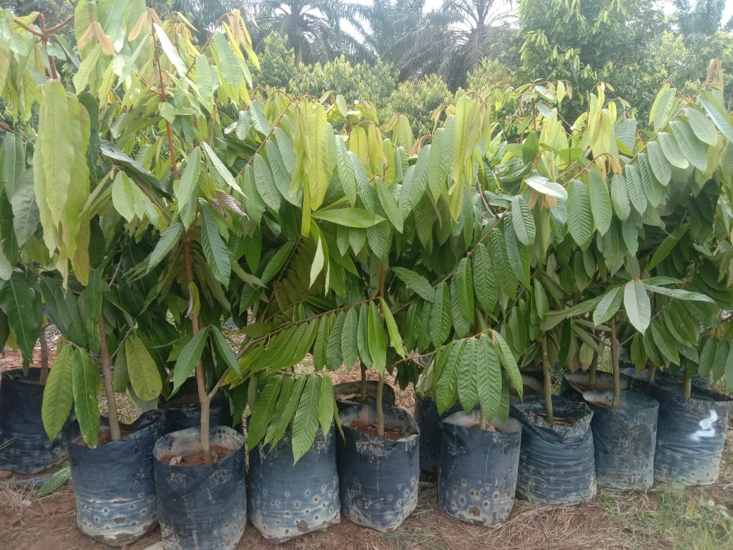 A relevant stock photo of plant supplier in a typical setting.