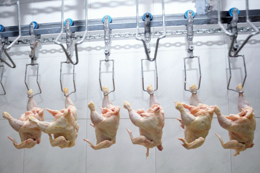 A relevant stock photo of poultry manufacturer in a typical setting.
