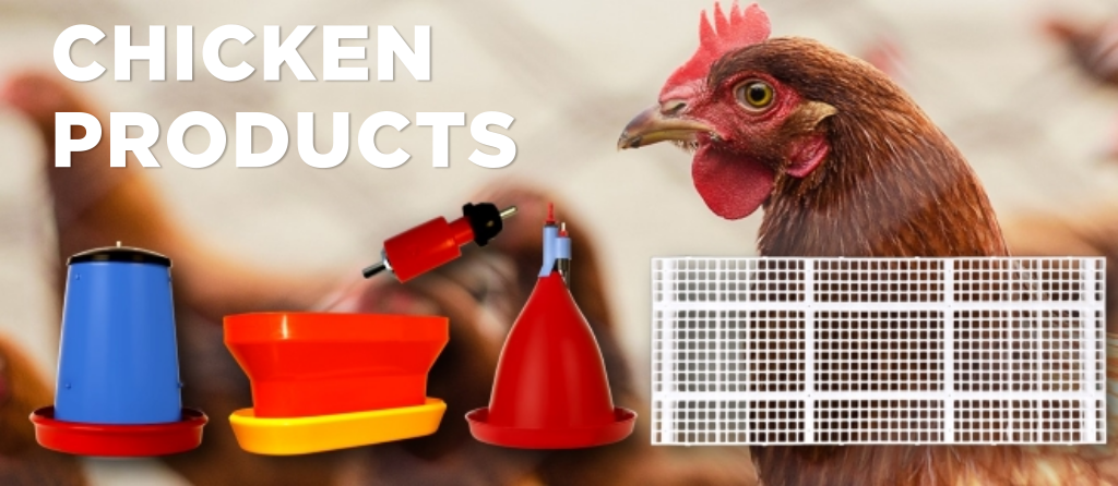 A relevant stock photo of poultry supplier in a typical setting.