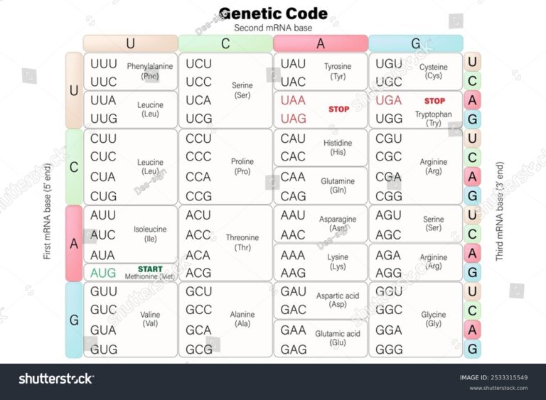 Featured image for dna to mrna calculator - 47 Dna Mrna Chart Royalty-Free Images ...