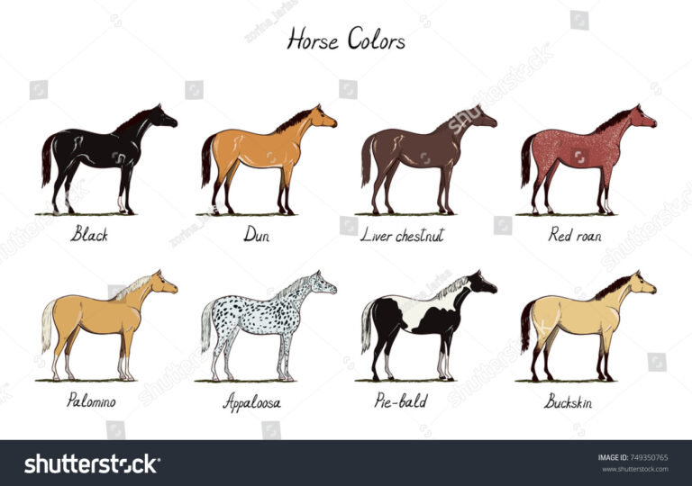Featured image for horse coat color calculator - 84 Horse Coat Chart Royalty-Free Images ...
