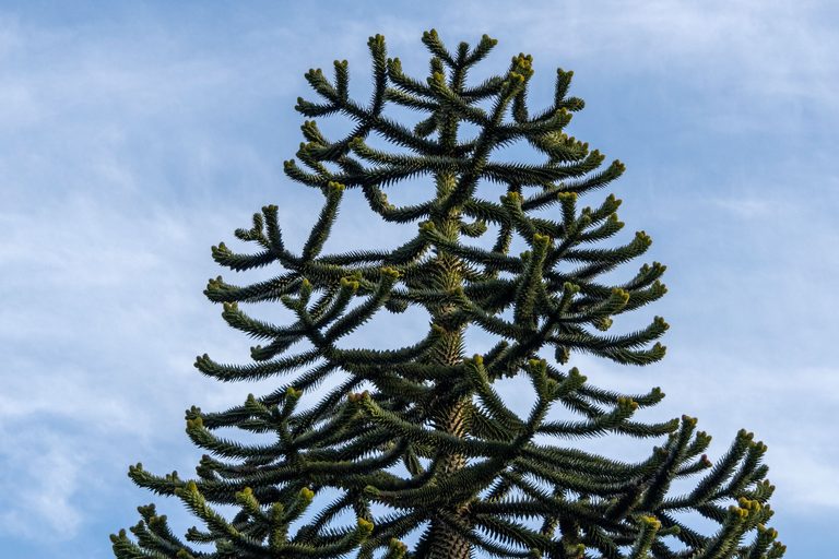 Featured image for monkey puzzle tree araucaria - Grow And Care For A Monkey Puzzle Tree ...