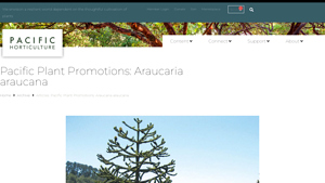 Screenshot of Pacific Plant Promotions: Araucaria araucana