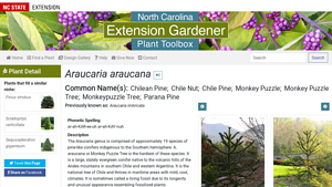 Screenshot of Araucaria araucana (Chilean Pine, Chile Nut, Chile Pine, Monkey ...