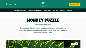 Screenshot of Monkey puzzle (Araucaria araucana) - Woodland Trust
